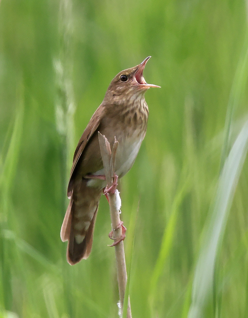 River warbler